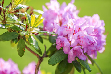 Sticker - Purple blooming rhododendron