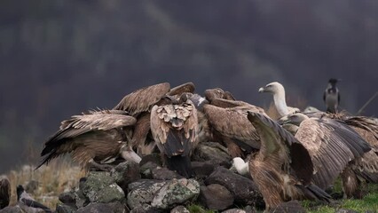 Griffon vultures in the Rhodope mountains. Fighting between vultures. Scavengers near the carcass. Big brown birds are eating meat. European nature. 