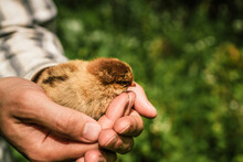 A Small Newborn Chick In The Hands Of A Male Farmer 1