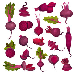Wall Mural - Ripe Purple Beet Root Vegetable with Top Leaves Big Vector Set