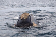 Head with callosities of a southern right whale near the Valdes Peninsula in Argentina.