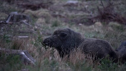 Wall Mural - wild boars during twilight in the forest. boar are fighting. wild pig looking for food. european nat