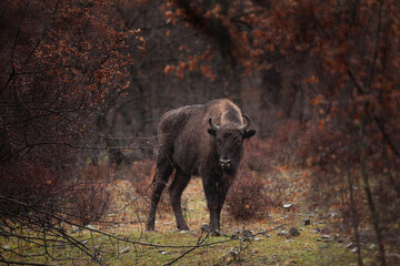 Poster - Herd of european bison hides in the bushes. Wood bison during winter time. Huge furry cow on the lend. European nature. 