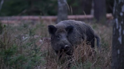 Wall Mural - Wild boars during twilight in the forest. Boar are fighting. Wild pig looking for food. European nature. 