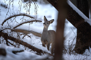 Wall Mural - Roe deer in the winter forest. Deer on the snow. European nature. 