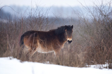 Poster - Wild horse hides in the bushes. Horse during winter time. European nature. Protected animals in people care