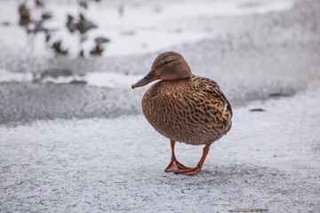 Wall Mural - duck in snow