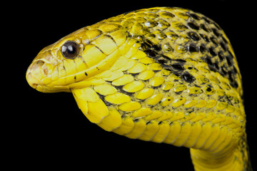Yellow-bellied puffing snake  (Pseustes sulphureus)