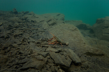 Wall Mural - Crayfish walking on the bottom. Wildlife in the fresh lake. Underwater photography by the crayfish. European nature	