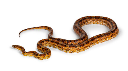 Fototapete - Full lenght shot of normal colored Corn Snake aka Red rat snake or  Pantherophis guttatus. Isolated on a white background.