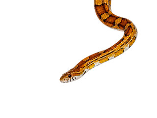 Fototapete - Head shot of normal colored Corn Snake aka Red rat snake or  Pantherophis guttatus. Isolated on a white background.