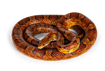 Fototapete - Full lenght shot of normal colored Corn Snake aka Red rat snake or  Pantherophis guttatus. Isolated on a white background.