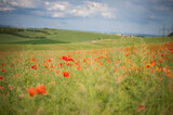 Fototapeta  - field of poppies on a fresh spring summer in the morning