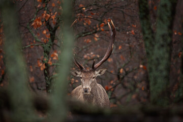 Poster - Red deer hides in the bushes. Trophy deer during winter time. The stag stand among the trees. European nature.