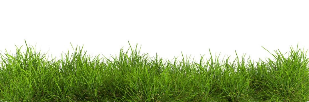 natural fresh green grass cut out backgrounds 3d rendering