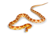 Full lenght shot of Candy Cane morph Corn Snake aka Red rat snake or  Pantherophis guttatus. Isolated on a white background.
