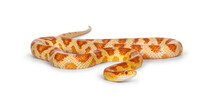 Full lenght shot of Candy Cane morph Corn Snake aka Red rat snake or  Pantherophis guttatus. Isolated on a white background.