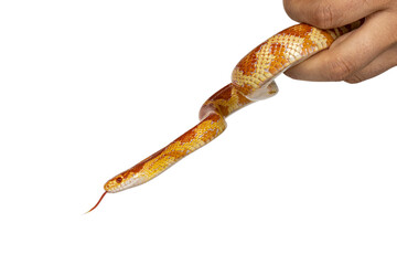 Fototapete - Head shot of Candy Cane morph Corn Snake aka Red rat snake or  Pantherophis guttatus. Being handled in hand. Isolated on a white background.