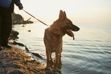 German Shepherd Dog On A Leash On The Lake Shore. Walking With Dog