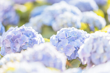 Wall Mural - hydrangea flower in close up with sunlight