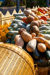 Garden landscape piled up with pumpkins and various melons and fruits in the Harvest Festival