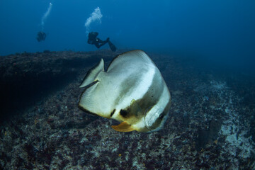 Wall Mural - Batfish in the shoal. Shoal of fish  on the bottom of the Indian ocean. African coast. 
