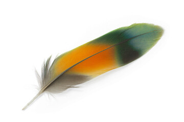 Wall Mural - Beautiful macaw parrot lovebird feather on white background