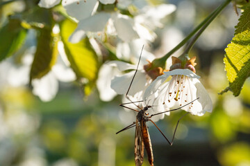 A large insect resembling a huge mosquito sits on a branch of a flowering fruit tree. Tipula is sitting on cherry blossoms.