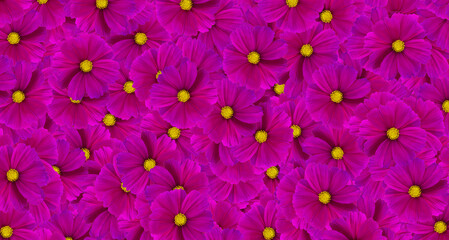 Wall Mural - Dark purple cosmos flower pattern background. Art or abstract of violet flora, floral and beautiful natural wallpaper. 