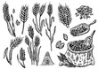 © Rina Design - Hand-drawn wheat. Cereal plants in a bag and cereals in a bowl, rye barley and ears of wheat. Sketch sketch sketch for food packaging template, food engraving