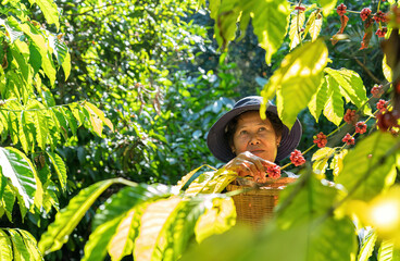 Farmer in plantation coffee berries harvest in farm.harvesting Robusta and arabica coffee berries