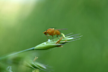 The yellow fruit fly is resting on the green grass.