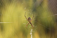 Banded Garden Spider (argiope Trifasciata) On The Net