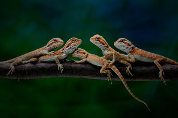 lizard on a branch