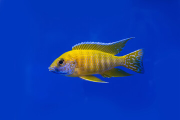 The cichlidae in the cabinet on blue background.