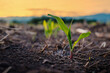 maize corn seedling in the agricultural plantation in the evening, Young green cereal plant growing in the cornfield, animal feed agricultural industry