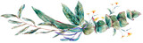 Watercolor green eucalyptus, tropical leave, botanical natural vintage illustration transparent png