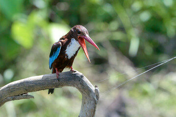 Wall Mural - White throated kingfisher (Halcyon smyrnensis) with its prey