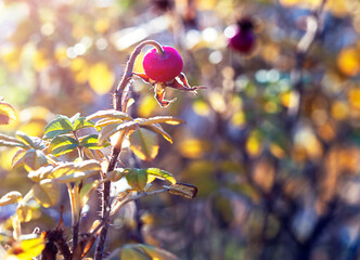 Wall Mural - Abstract natural background with dried briar fruit in sunlight.