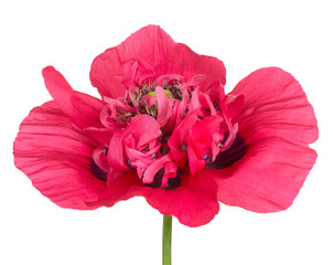 Wall Mural - poppy flower isolated