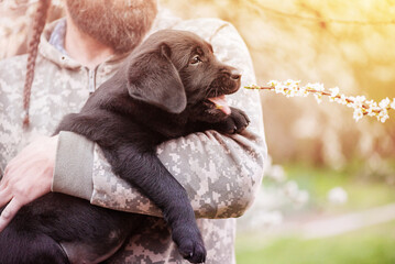 Wall Mural - A small black Labrador retriever puppy. A dog in the arms of a bearded man.