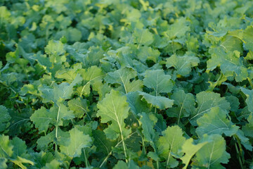 autumn field with green plants of winter rapeseed on big agriculture field, young green rapeseed field, background, texture from young plants_ work in agronomic farm and production organic food