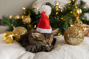 Wall Mural - christmas Cat baby striped kitten sleep cute beautiful with a New Year's hat on a white red background copyspace space for text