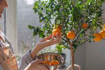 woman collects oranges from a small tree in a wicker basket. citrus fruits grow on branches. ripe fr