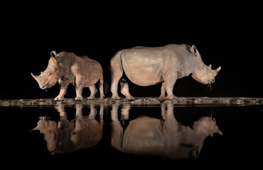 Poster - Southern white rhino at a waterhole