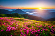 © Leonid Tit - Breathtaking summer scene with blooming hills in the morning. Carpathian mountains, Ukraine.