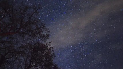 Wall Mural - Night starry sky and tree branches, time-lapse