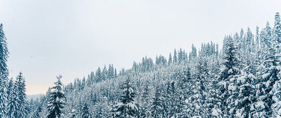 Beautiful snowy fir trees in frozen mountains landscape in sunset. Christmas background with tall spruce trees covered with snow. Winter greeting card. Happy New Year