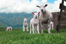 Cute Funny Sheep On Green Grass In Mountains