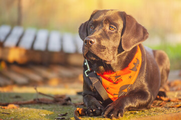 Wall Mural - A young labrador retriever lying in an orange Halloween bandana. Junior Labrador retriever.